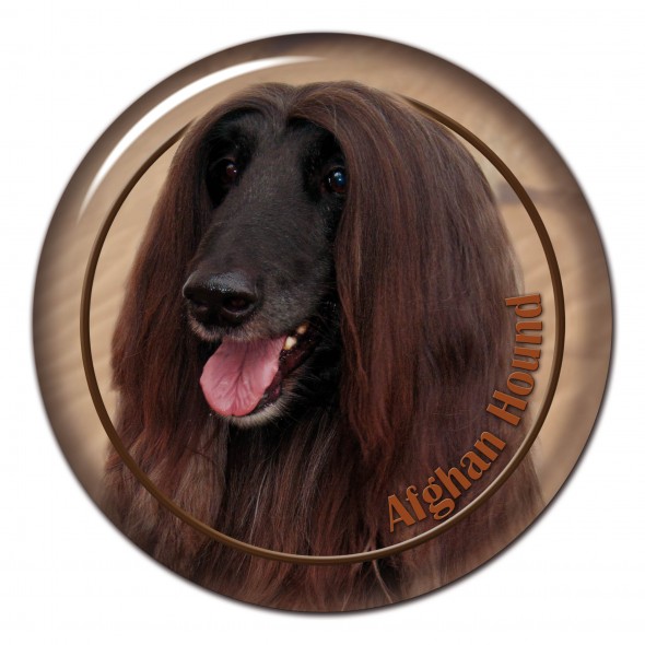 Afghan Hound