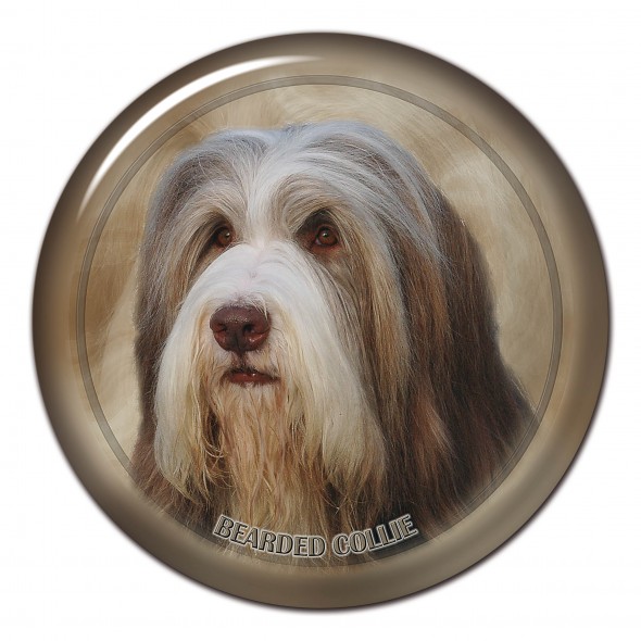 Bearded Collie