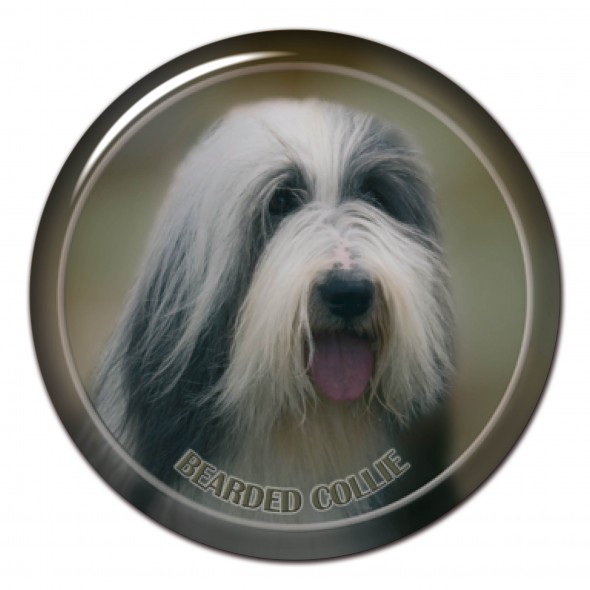 Bearded Collie