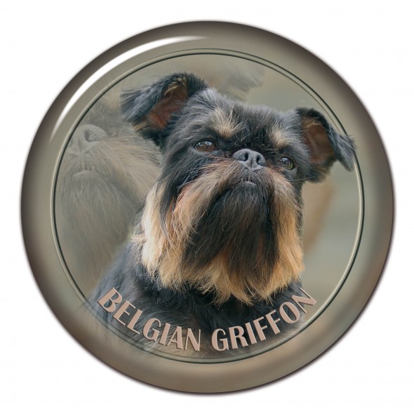 Belgian Griffon