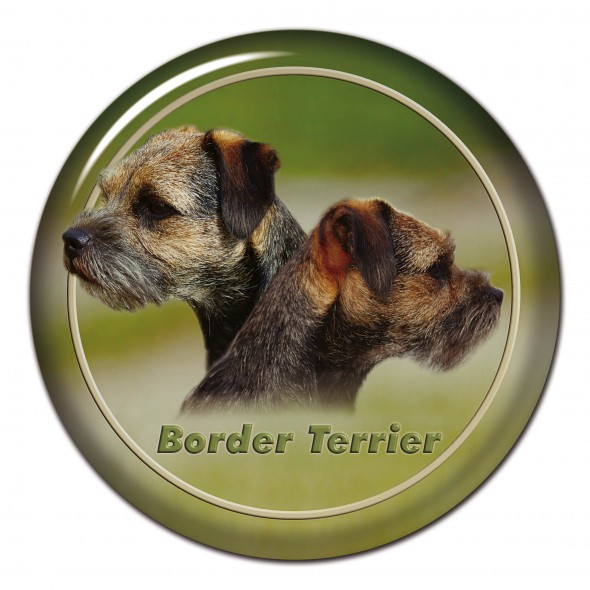 Border Terrier