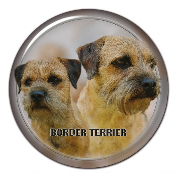 Border Terrier