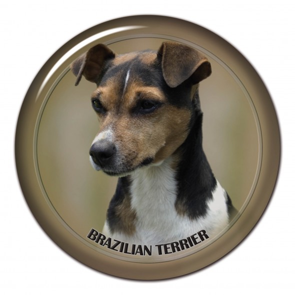 Brazillian Terrier