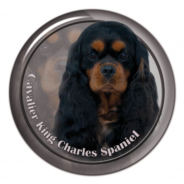 Cavalier King Charles Spaniel