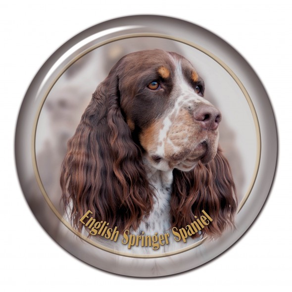 English Springer Spaniel