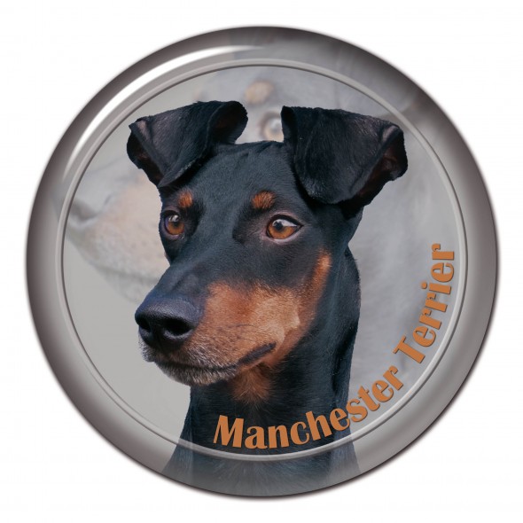 Manchester Terrier