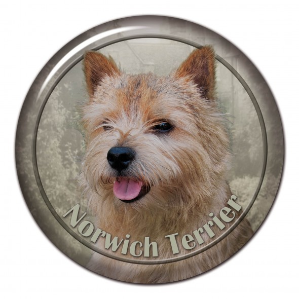 Norwich Terrier