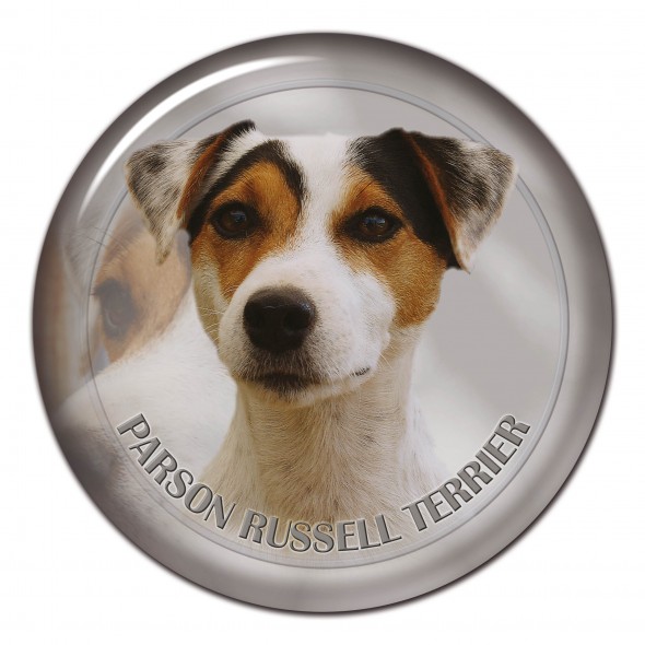 Parson Russell Terrier