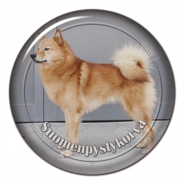 Finnish Spitz