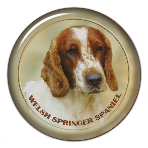 Welsh Springer Spaniel