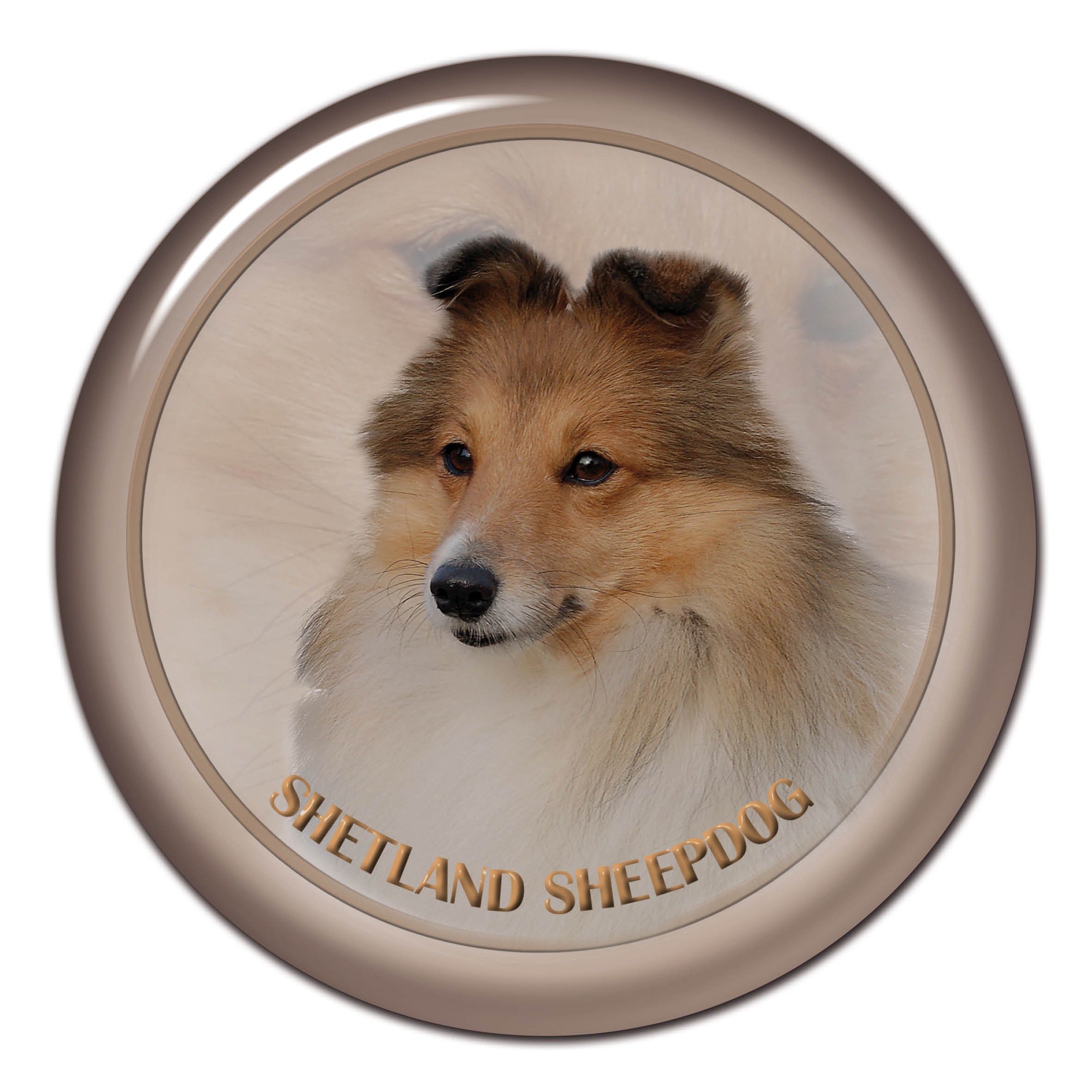 Shetland sheepdog discount 101