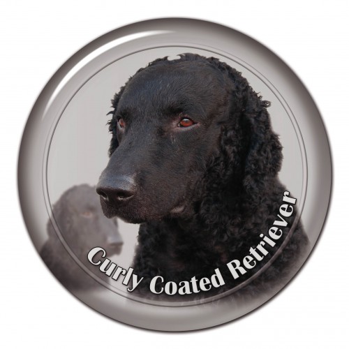3D sticker Curly Coated Retriever 102 C