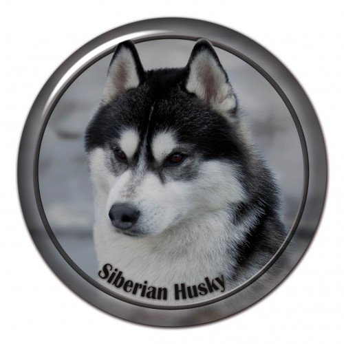 3D sticker Siberian Husky 101 C