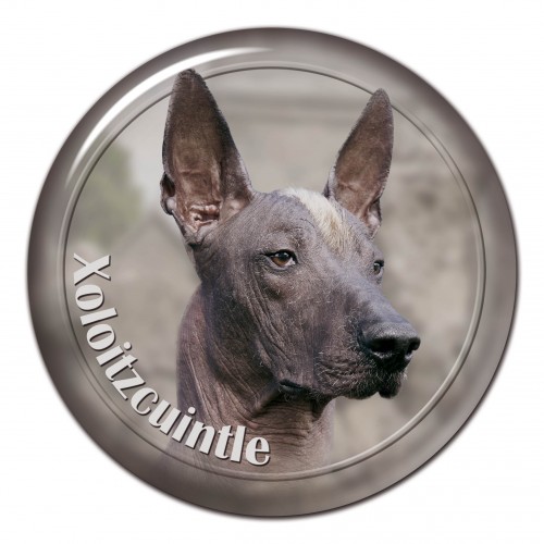 3D sticker Xoloitzcuintle 101 C