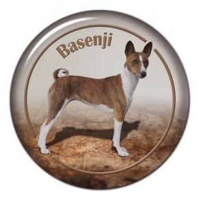 Basenji 102 C