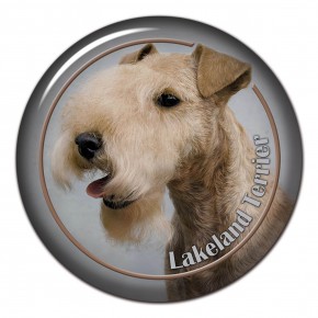 Lakeland Terrier 101 C