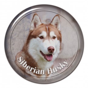 Siberian Husky 102 C