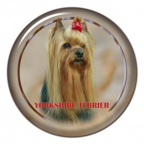 Yorkshire Terrier 103 C